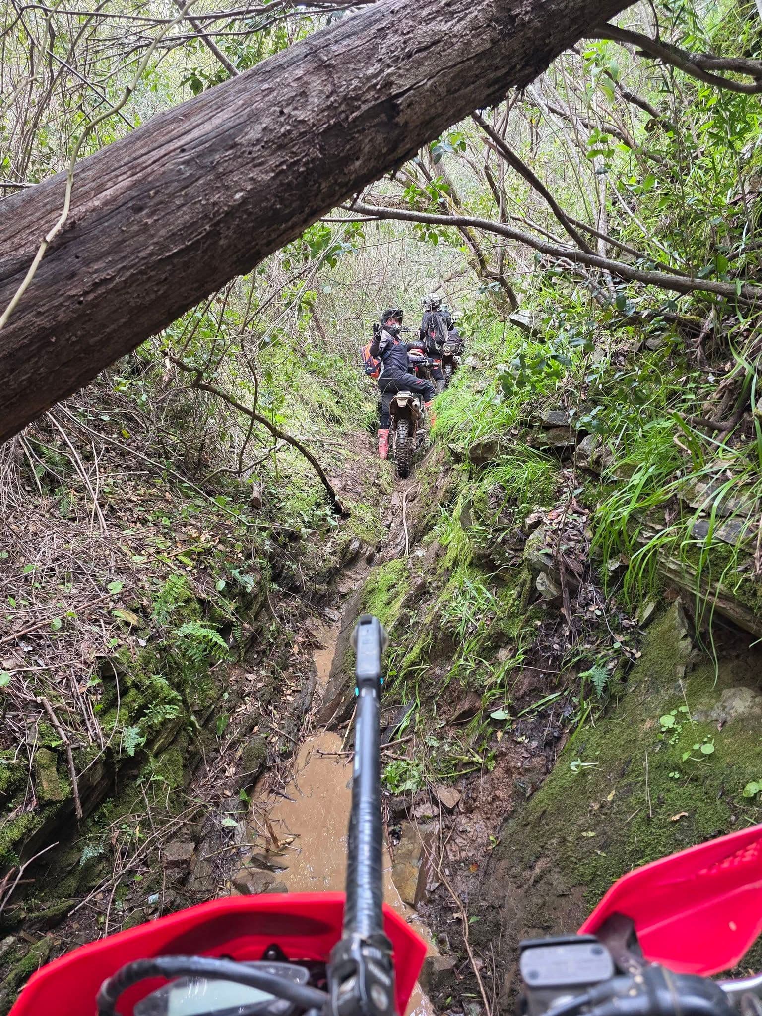 Guided group following a deep woodland trail rut in the Algarve